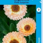 Tarhakehäkukka 'Pink Surprise'