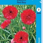Ruiskaunokki 'Red Boy'