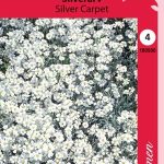 Hopeahärkki 'Silver Carpet'