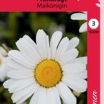 Päivänkakkara 'Maikönigin'