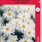 Isopäivänkakkara 'Crazy Daisy'