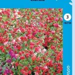 Clarkia Mix