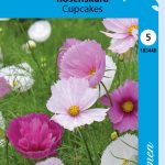 Punakosmos 'Cupcakes'