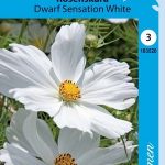 Punakosmos 'Dwarf Sensation White'