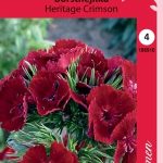 Harjaneilikka 'Heritage Crimson'