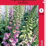 Rohtosormustinkukka 'Excelsior'