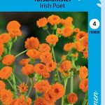 Emilia 'Irish Poet'