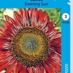 Puna-Auringonkukka 'Evening Sun'