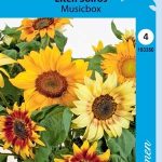 Kääpiöauringonkukka 'Musicbox'
