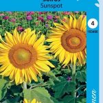 Isoauringonkukka 'Sunspot'