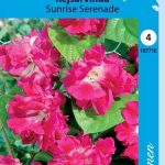Keisarinelämänlanka 'Sunrise Serenade'