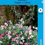 Tuoksuherne 'Sugar 'n Spice'