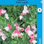 Tuoksuherne 'Pink Cupid'