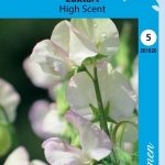 Tuoksuherne 'High Scent'
