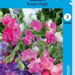 Tuoksuherne 'Knee-High'