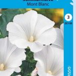 Kesämalvikki 'Mont Blanc'