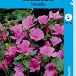 Kesämalvikki 'Novella'
