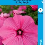 Kesämalvikki 'Ruby Regis'