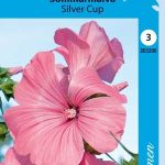 Kesämalvikki 'Silver Cup'
