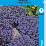 Sinilobelia 'Crystal Palace'