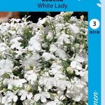 Sinilobelia 'White Lady'