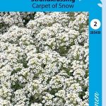Tuoksupielus 'Carpet of Snow'