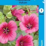 Maloppi 'Vulcan'