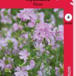 Myskimalva 'Rose'