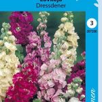 Tarhaleukoija 'Dressdener'