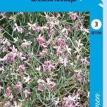 Sarvileukoija 'Vaaleanvioletti'