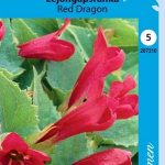 Punavaula 'Red Dragon'