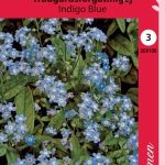 Alppilemmikki 'Indigo Blue'