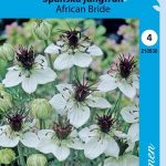 Espanjanneito 'African Bride'