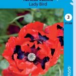 Turkinunikko 'Lady Bird'