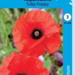 Tulppaaniunikko 'Tulip Poppy'