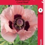Jättevallmo 'Coral Reef'