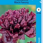 Pioniunikko 'Black Paeony'