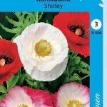 Silkkiunikko 'Shirley'