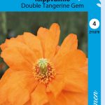 Espanjanunikko 'Double Tangerine Gem'