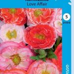 Silkkiunikko 'Love Affair'