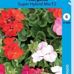 Pelargoni 'Super Hybrid Mix' F2