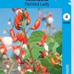 Ruusupapu 'Painted Lady'