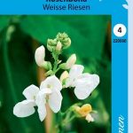 Ruusupapu 'Weisse Riesen'