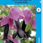 Keijunmekko 'Purple Bells'