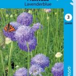 Koreatörmäkukka 'Lavenderblue'
