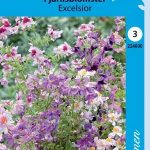 Kirjoperhoskukka 'Excelsior'