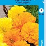 Isosamettikukka 'Crackerjack'