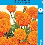Isosamettikukka 'Space Hopper'