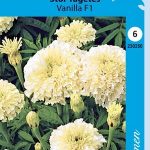 Isosamettikukka 'Vanilla' F1