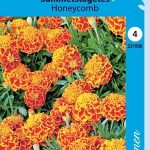 Ryhmäsamettikukka 'Honeycomb'